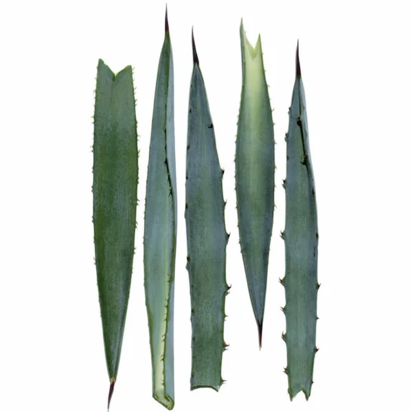Clarins - Extra-Firming Phyto-Sérum - Concentré Lift-fermeté
