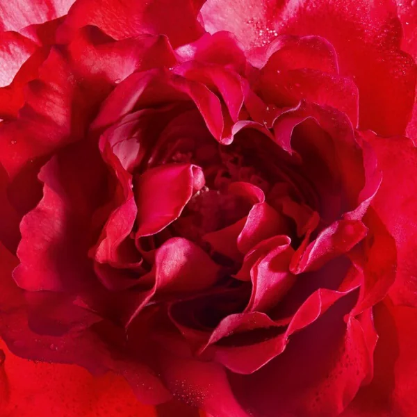 Guerlain - Mon Guerlain Bloom of Rose Eau de Parfum