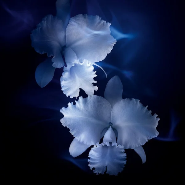 Guerlain - Orchidée Impériale La Crème Contour Yeux & Lèvres Défatigue le regard