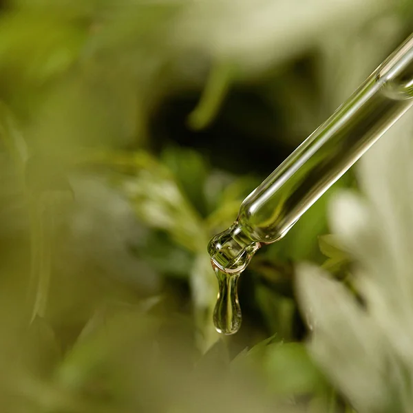 Mugwort Serum
