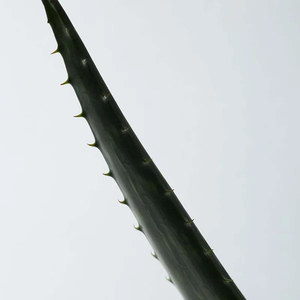 Soothing Aloe Vera Gel